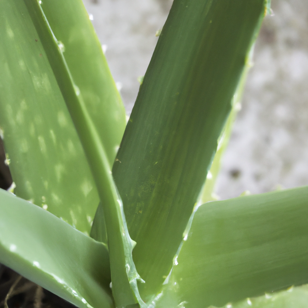 The Power of Organic Aloe Vera: Unlocking Nature's Gift