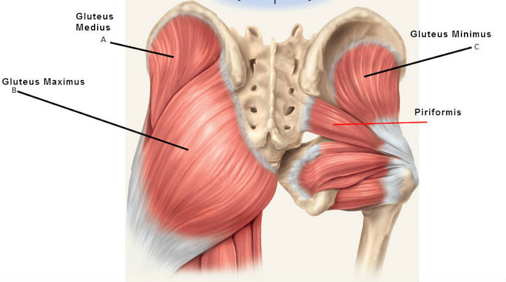 What Muscles Are in Your Butt and Why They Matter for Beauticians?