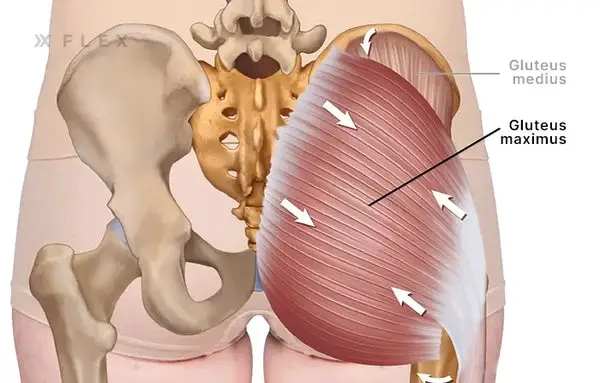 Shocking Techniques Approved to Relax Your Butt Muscles Here