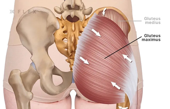 Shocking Techniques Approved to Relax Your Butt Muscles Here