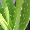 The Amazing Benefits of Organic Aloe Vera: A Natural Wonder for Your Health and Beauty