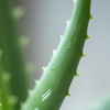 The Amazing Benefits of Organic Aloe Vera Leaf: Nature's Healing Power