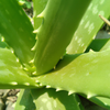 Unveiling the Power of Natural Aloe Vera: A Comprehensive Guide