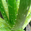 Unlock the Secrets of Aloe Barbadensis Miller Gel