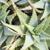 The Amazing Benefits of Natural Aloe: A Gift from Nature