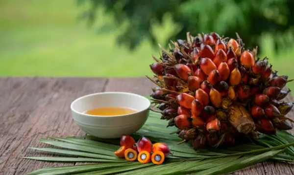 What is Organic Palm Oil and Why it Matters for Beauticians?