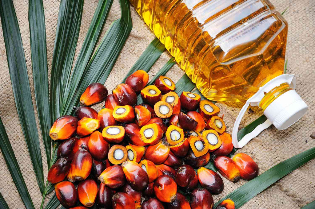 What is Sustainable Palm Oil and Why It Matters Today?